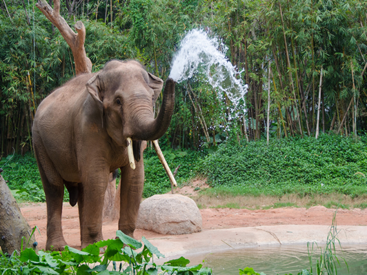 Elephants-in-Thekkady