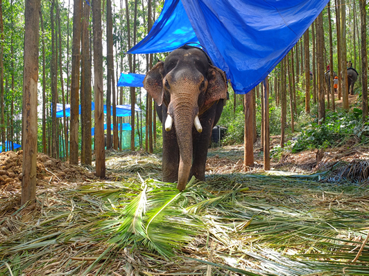 Elephant ride in Munnar