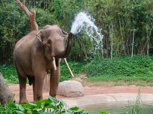 Elephant in Thekkady