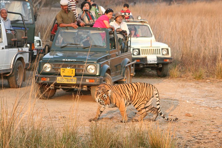 Ranthambhore tiger safari in jeep