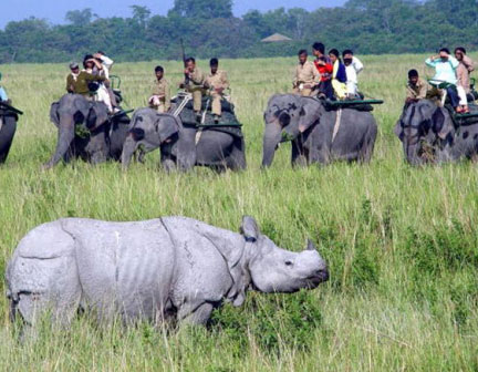 Kaziranga National Park Elephant Safari