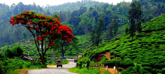 Munnar Tea Gardens and forest