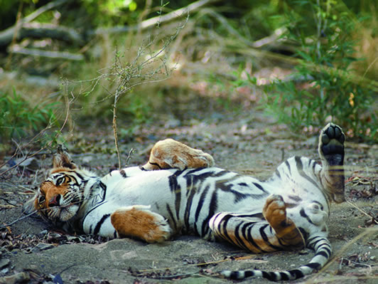 ranthambore tiger