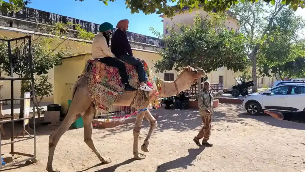 Camel Safari India