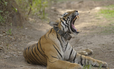 Tiger Ranthambore