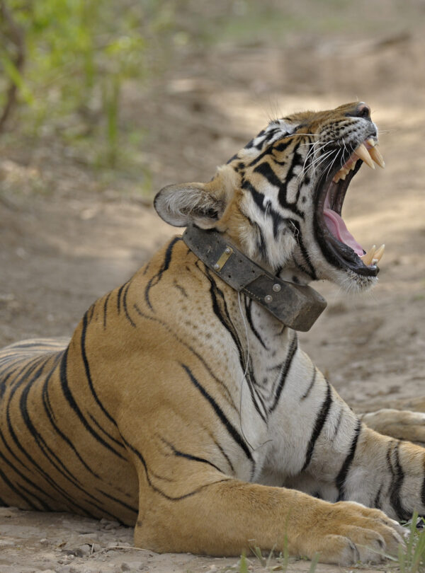 Tiger Ranthambore