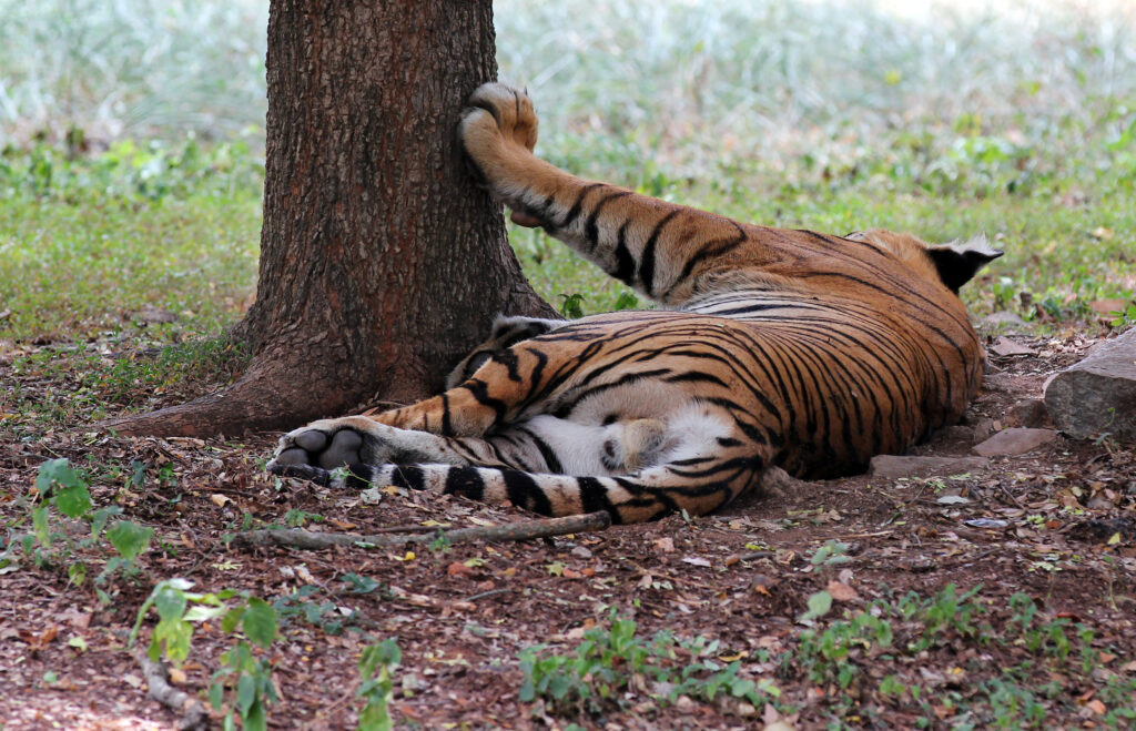 Ranthambhore Tiger Safari