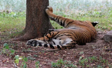 Ranthambhore Tiger Safari
