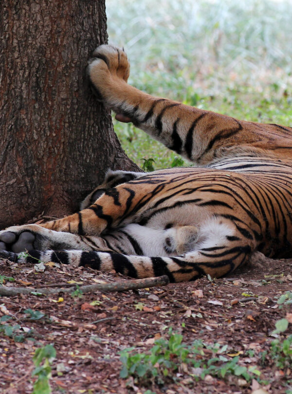 Ranthambhore Tiger Safari