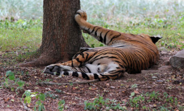 Ranthambore Tiger