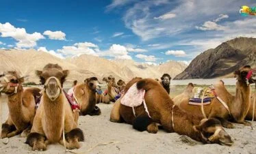 Camel safari leh