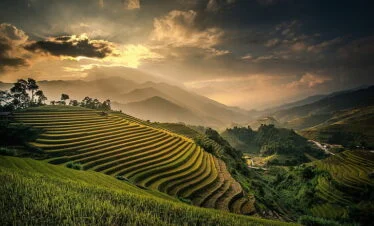 Nature landscape field terraces bali
