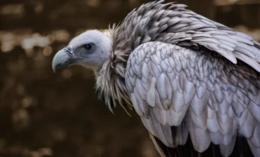 Snow vulture ladakh bird watching