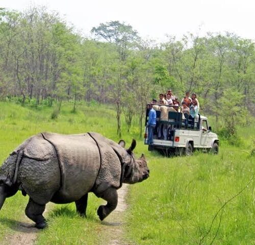 Spotting the endangered greater one-horned rhinoceros on a Chitwan jungle safari.