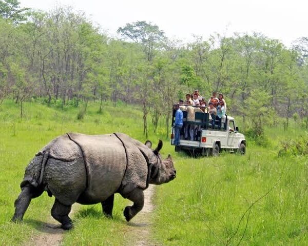 Spotting the endangered greater one-horned rhinoceros on a Chitwan jungle safari.