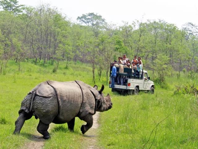 Spotting the endangered greater one-horned rhinoceros on a Chitwan jungle safari.