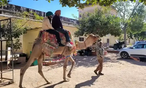 Camel Safari India